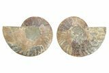 Cut & Polished, Agatized Ammonite Fossil - Madagascar #223124-1